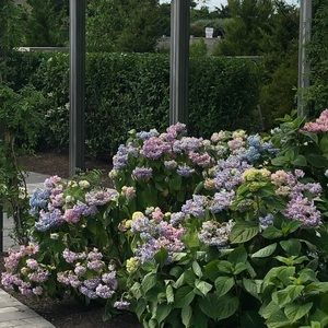 Meet your Posher, Dina